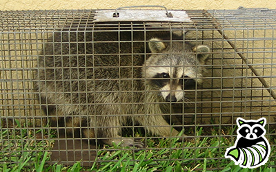 Sevier County trapping
